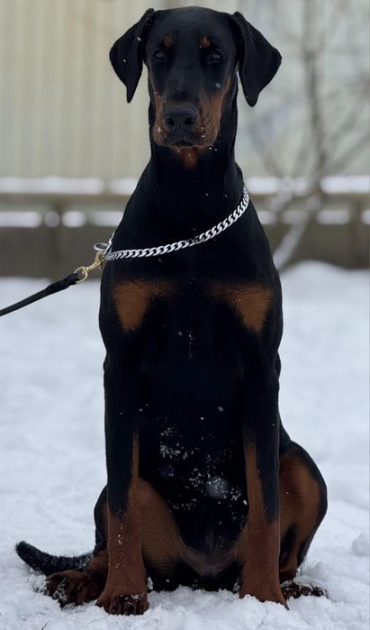 Доберман КСУ/FCI