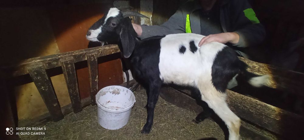 Sprzedam koze anglonubijską