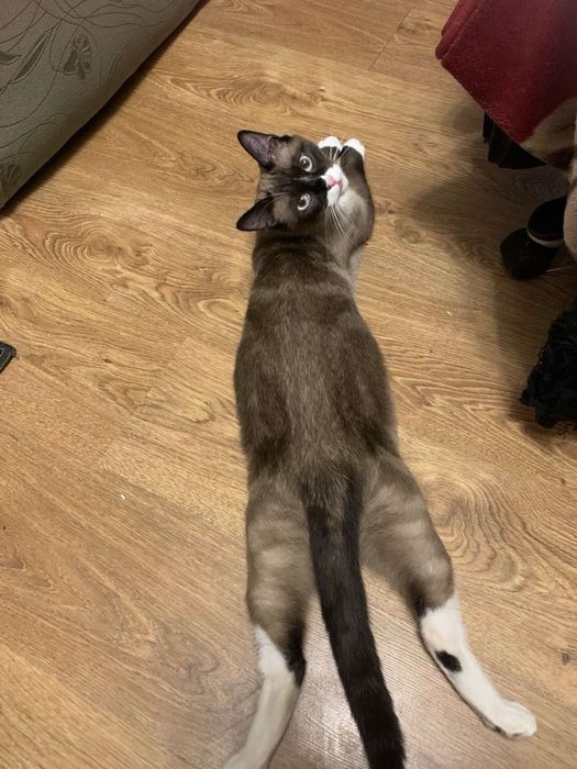 Сноу-шу. Кішка білоніжка, білі шкарпетки. Шукає кота вязку