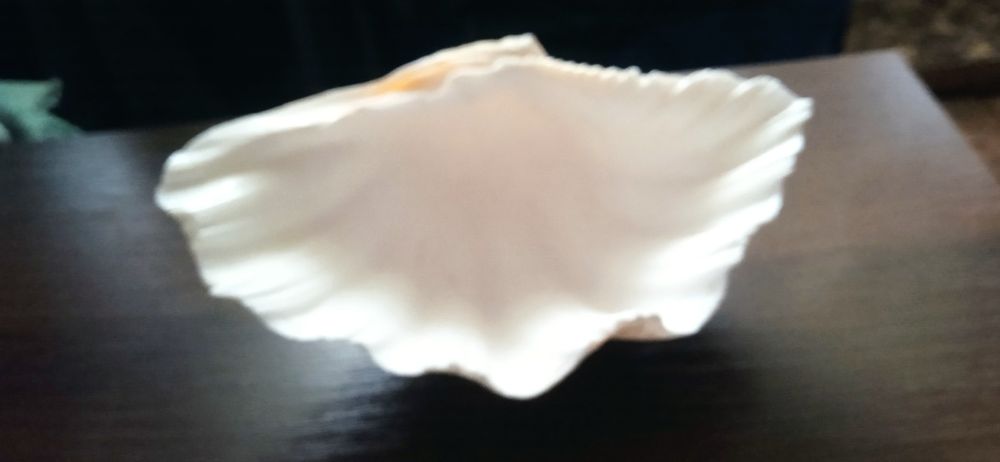 Океаническая модница