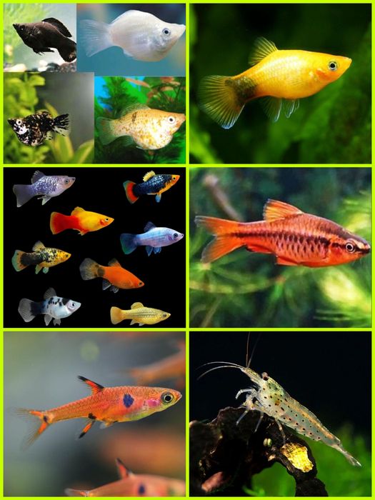 Aquasousa.com - Tetras, Guppys, Corydoras, Neons e muito muito mais...