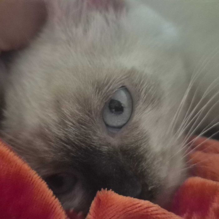 Сиамский котенок  с голубыми глазами