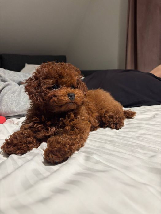 Toy pudel teacup