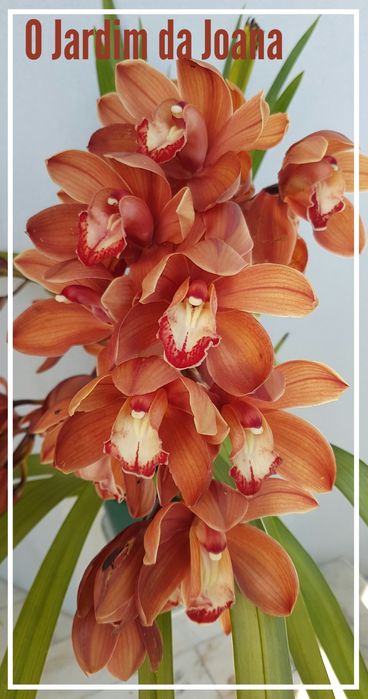 Orquídeas (Haste Floral)