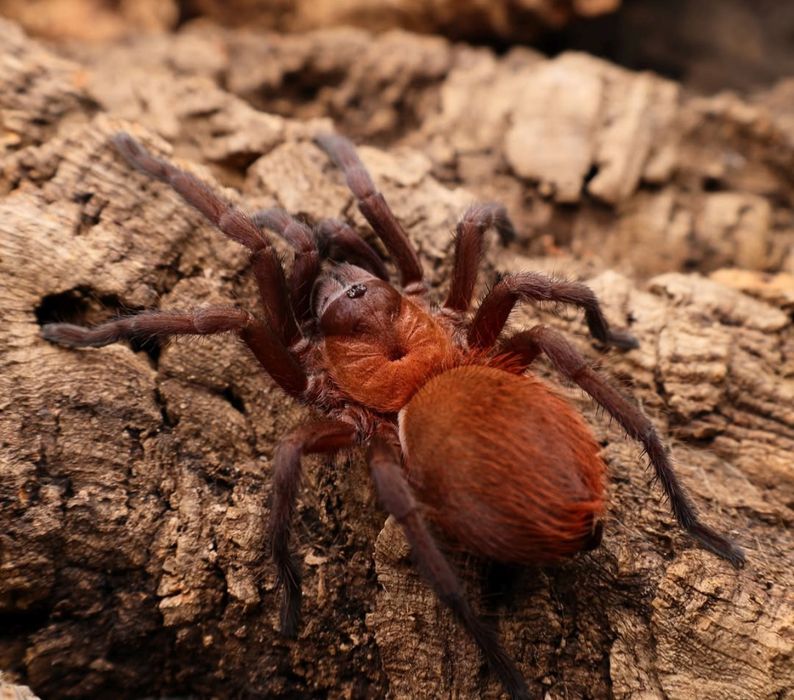Citharacanthus cyaneus L1/2
