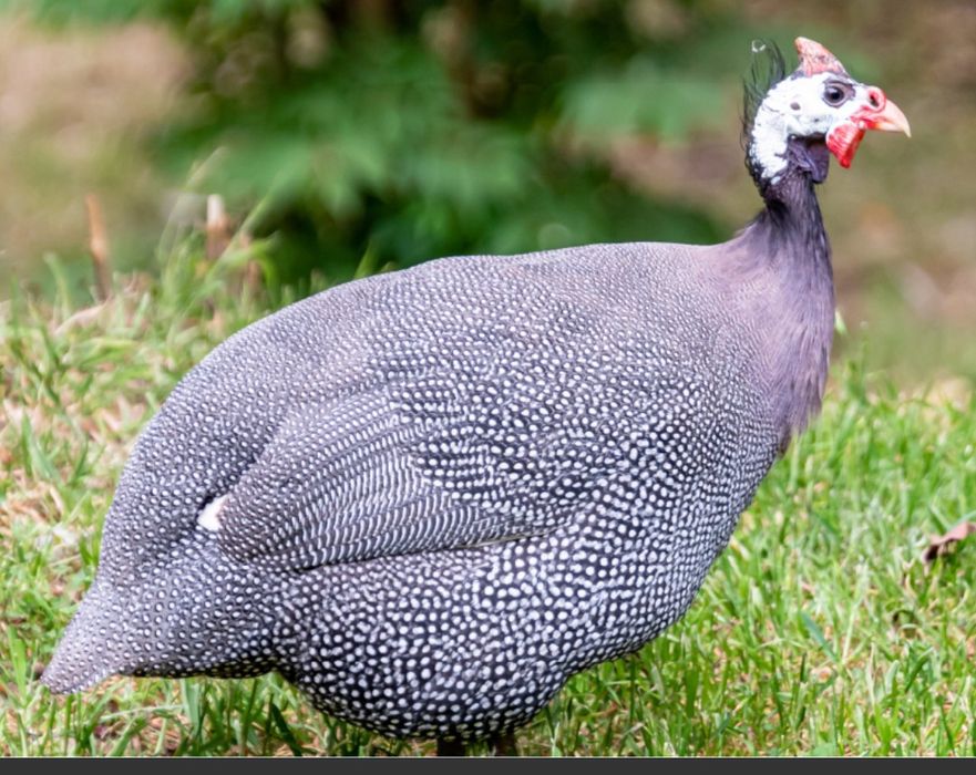 Galinha de angola ovos