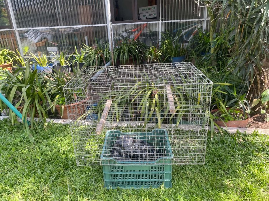 Vendo várias gaiolas