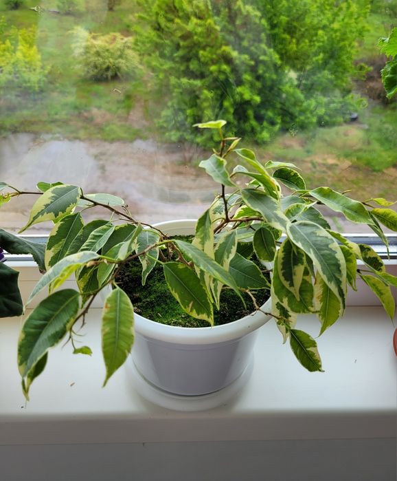 Фикус Бенджамина.