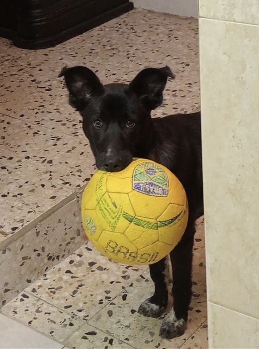 Cãozinho com 10 meses para adoção responsável