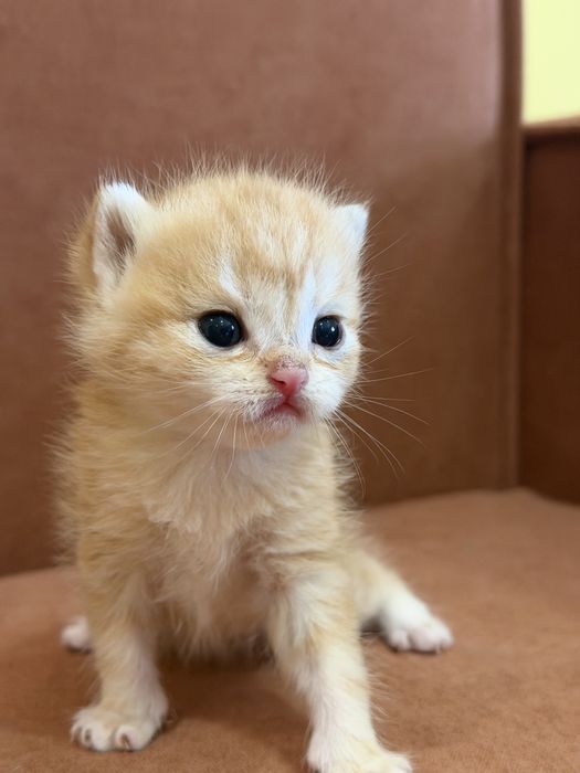 Яскравий хлопчик в золоті кошенятка