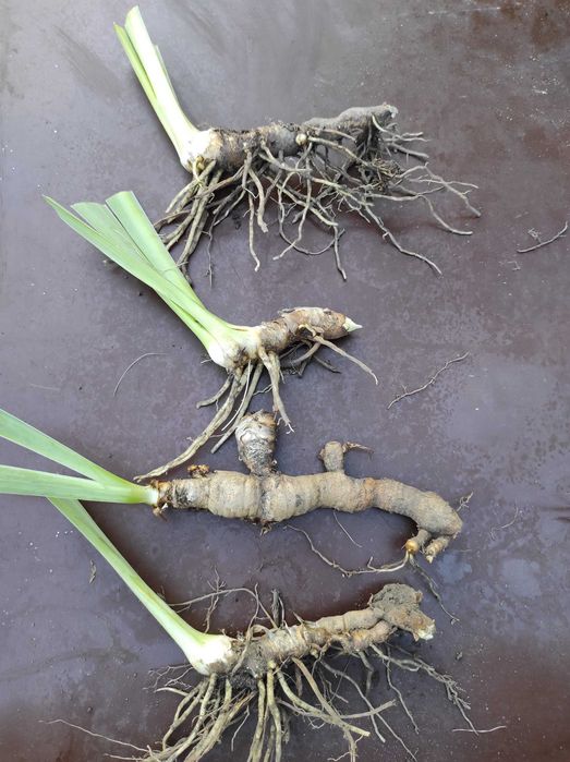 promocja na Irysy pachnące białe