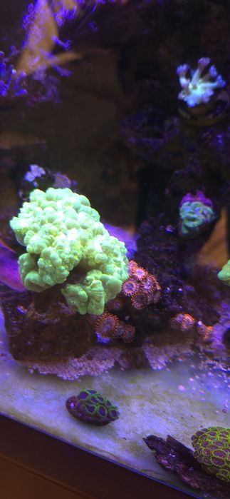 Sprzedam calaustra green fluo