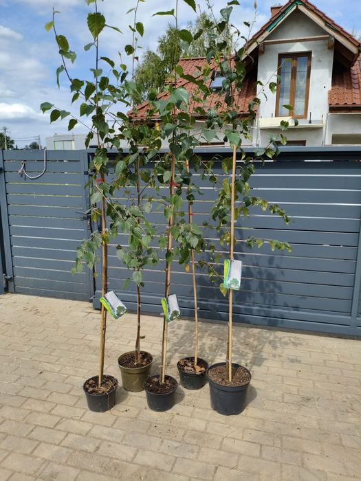 Brzoza doorenbos sadzonki w 3l doniczce  45 zł  w p9  -12 zł