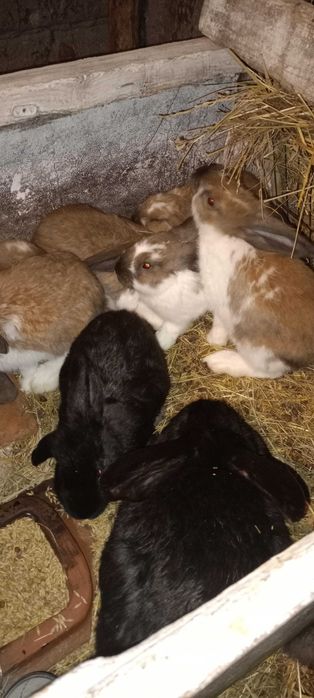 Продам кролі помісні