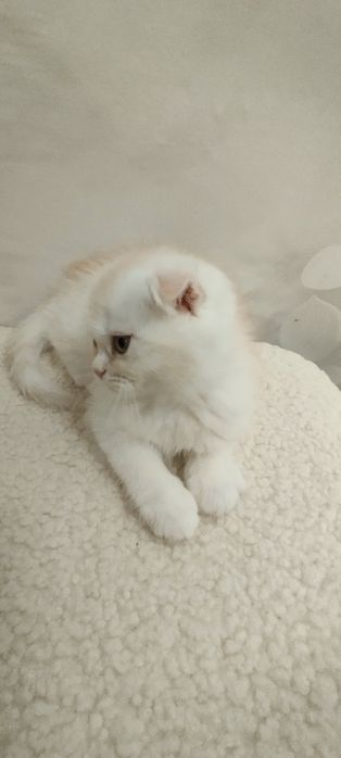 Чарівний шиншиловий хлопчик скоттіш фолд