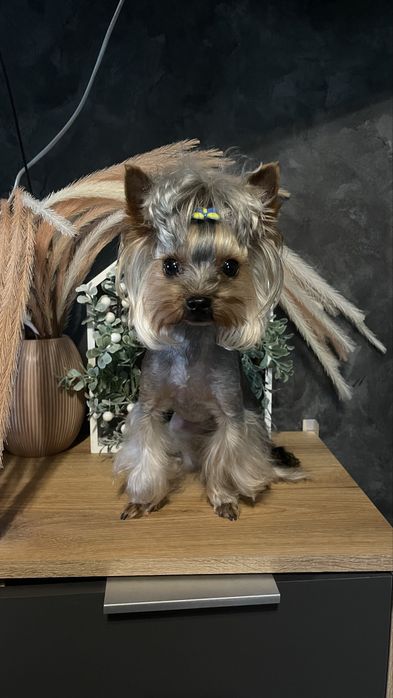 Послуги кохання-мініатюрний йорк