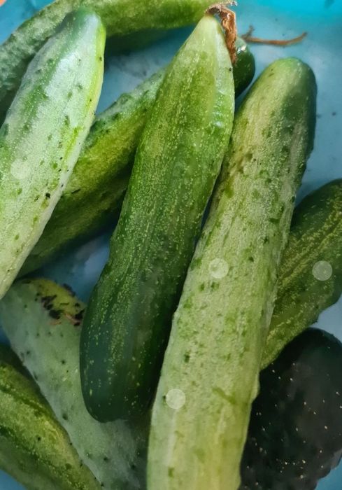 Kolekcjonerskie nasiona ogórka gruzińskiego