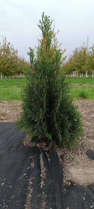 Туя Смарагд, вічнозелена