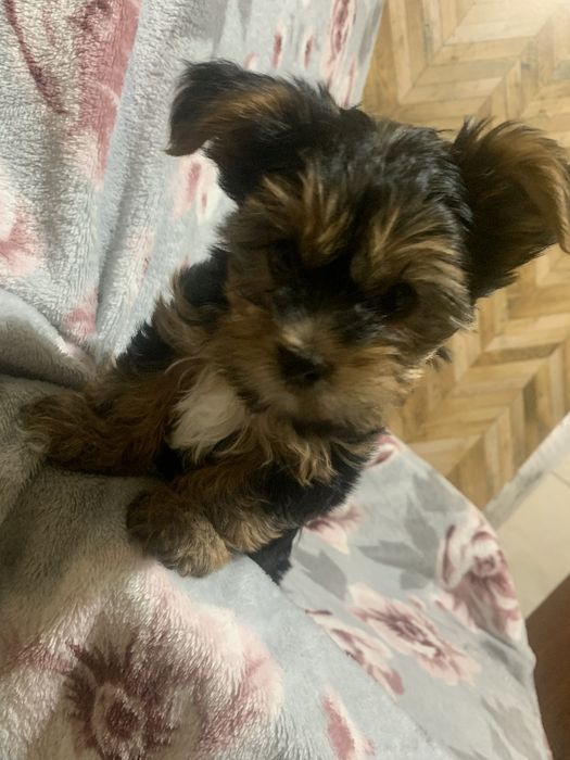 Piesek yorkshire terrier
