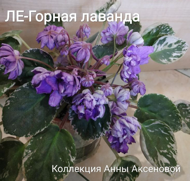 Фиалки детки стартеры кусты