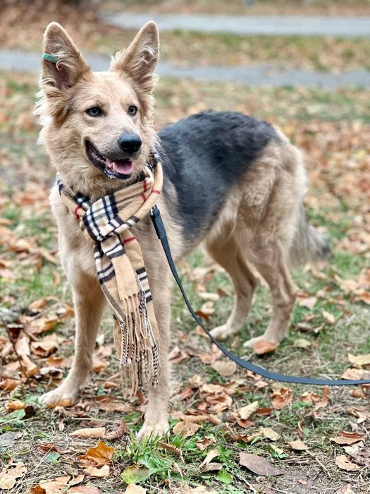 отдам бесплатно собаку, Ириска 2 года