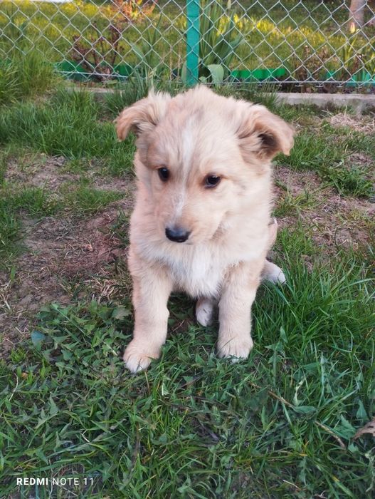 Trzy pieski szukają nowych domków.