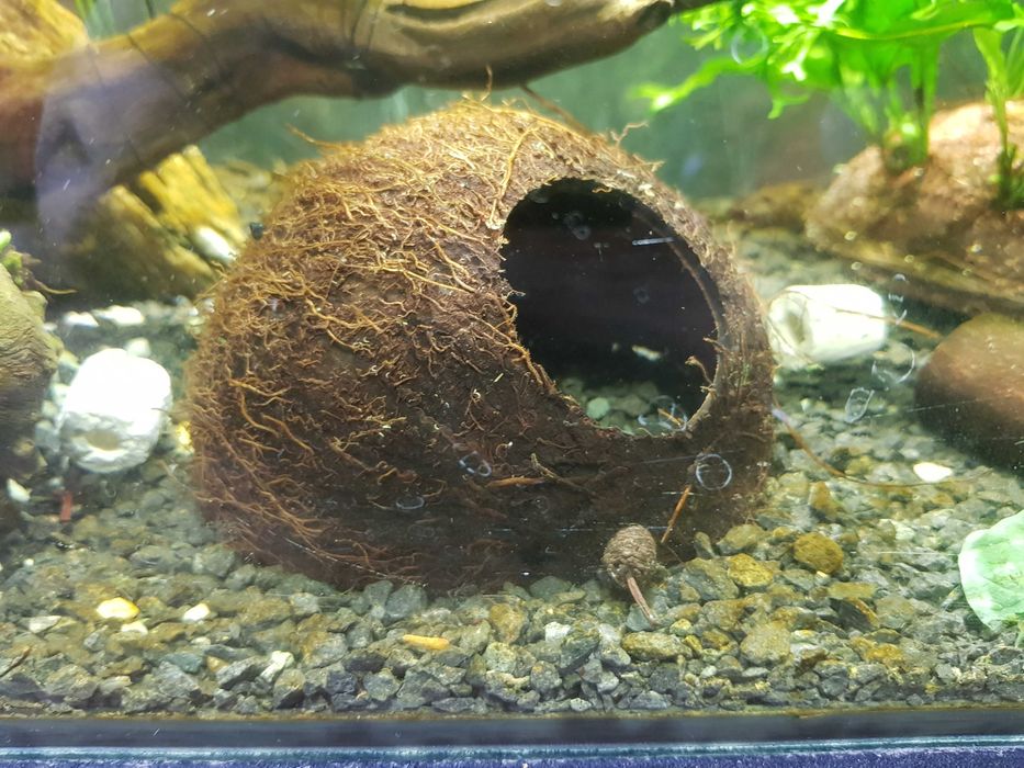 Kokos do akwarium krewetkarium