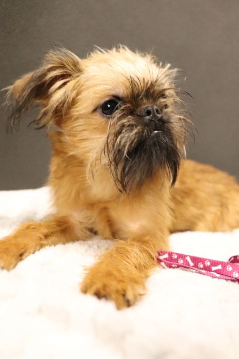 Брюсельський грифон КСУ