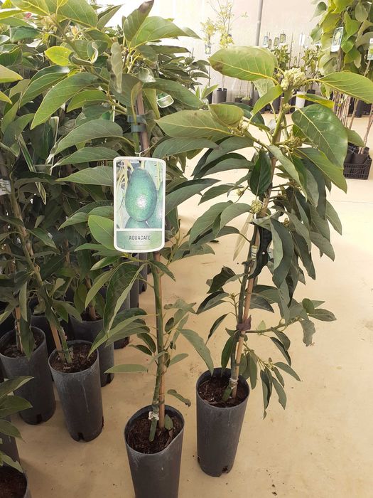 Abacate / Abacateiro