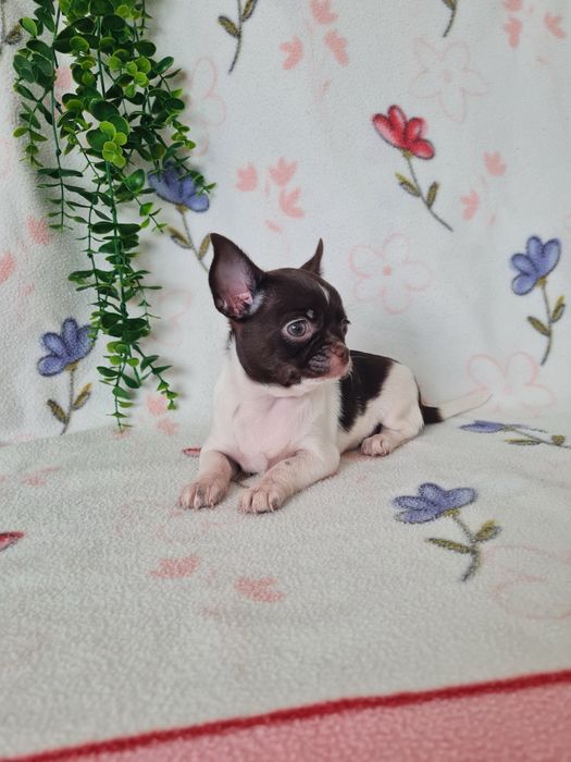 Excecional mini menina Chihuahua/Chiuaua.LinhagemRussa,Qualidade