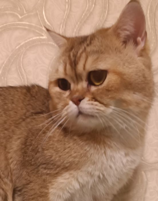 Котята "шотландская" фолд и страйт