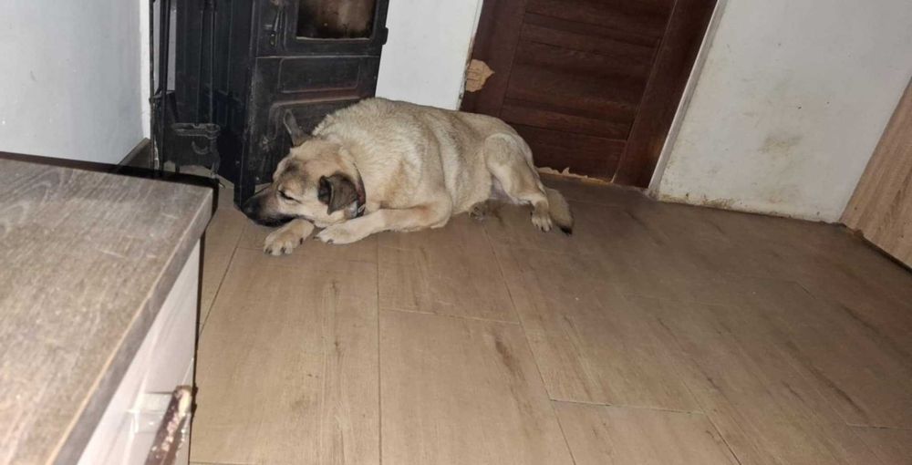 May , cudowny molos do adopcji