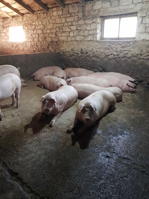 Продаєм свині, трьохпородний гібрид, вага 160-200