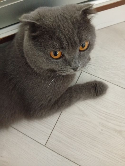 Кіт породи Шотландський Висловухий