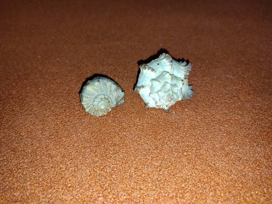Ракушки для аквариума (70грн - 2шт.)