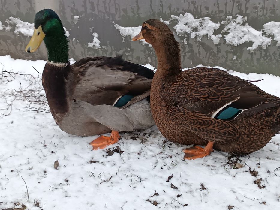 Kaczki Ruańskie młode