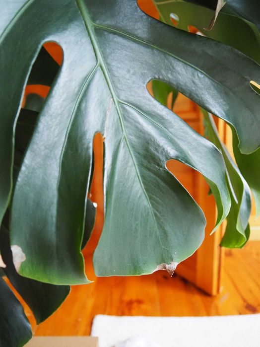 Duża Piękna Monstera 140cm – Donica i Palik GRATIS