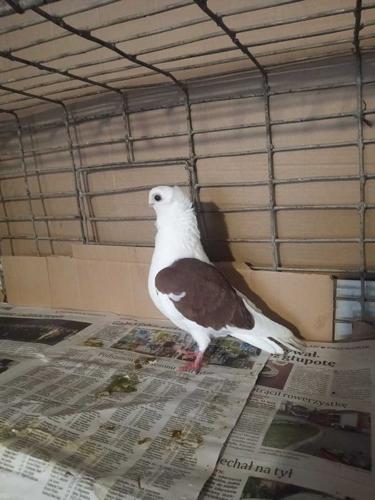 Mewka/Mewki: PARA i SAMIEC (160 zł/para, 70 zł/samiec)