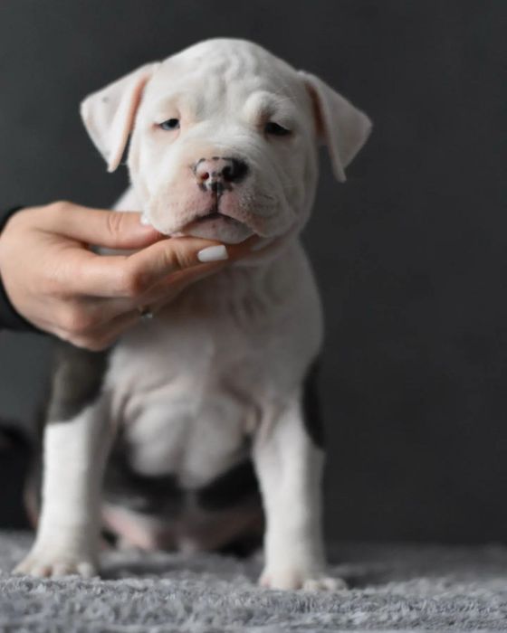 Дівчинка стафф блакитного кольору. Дуже вихована та грайлива)