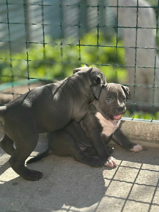 АСТ АМСАТФФ цуценя Щенки амстафф АСТ Стаффордширський тер'єр