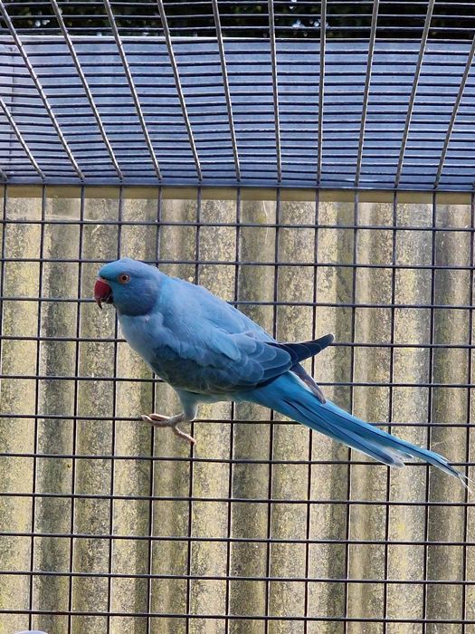 Tenho Ring Necks de 2024 e 2025