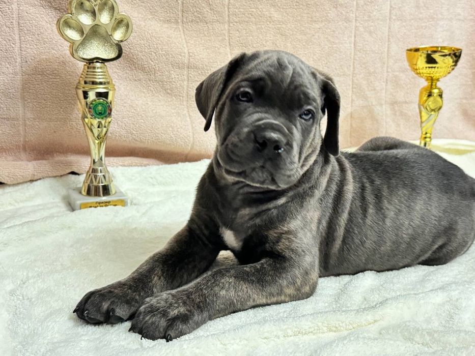 Щенки кане корсо