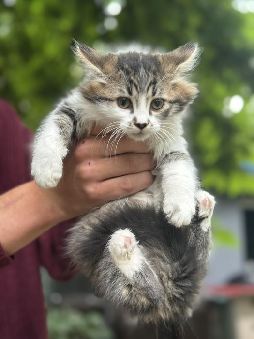 Милые котята ищут дом