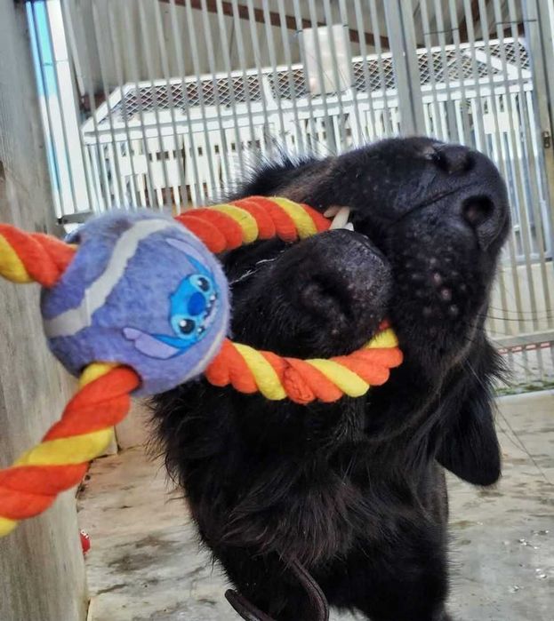 Pies Max w typie nowofundlanda do adopcji!