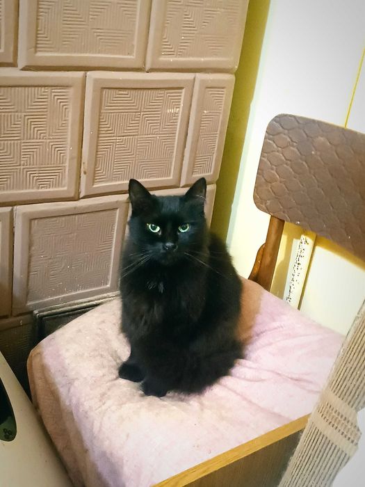 Красиві кото-брюнети чекають на добрих людей