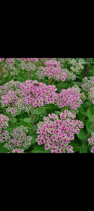 Rozchodnik okazały kwiaty byliny wieloletnie