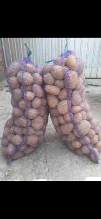 Продам картоплю домашню велику