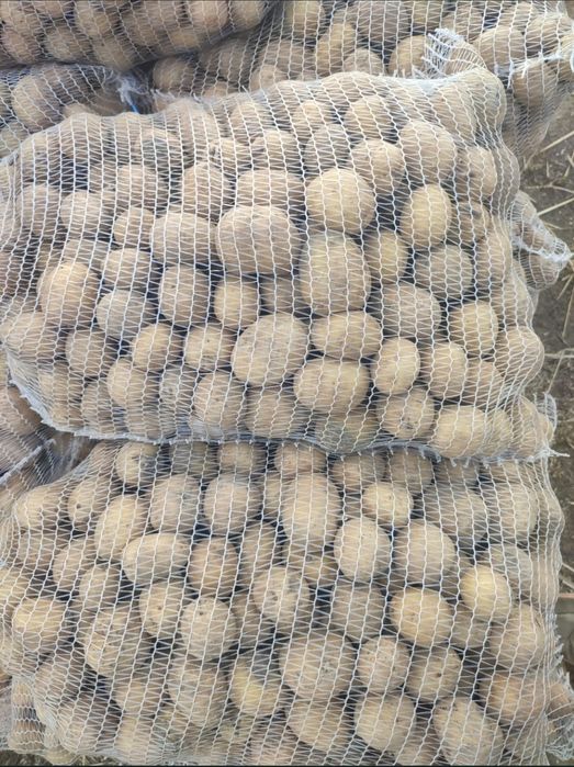 Ziemniaki Noya, wielkość sadzeniaka