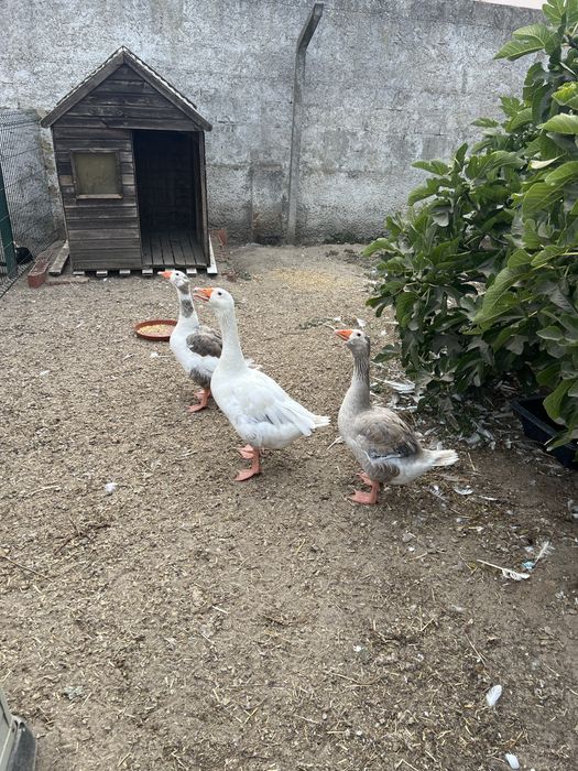 Vendo Gansos Adultos