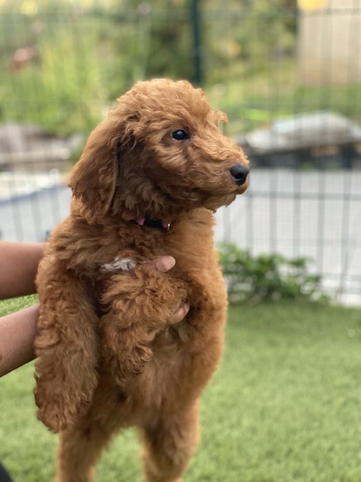 Imperdível!!! Preço especial por 1 semana!!! Linda bebê de Caniche/Poodle Standard procura novo dono!!!